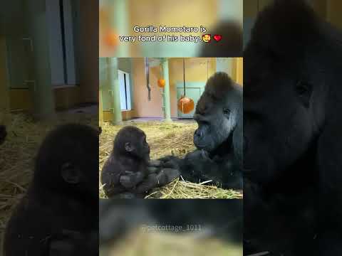 Strong yet gentle,Momotaro the gorilla shower his child with love and care. #gorillaguardians