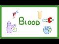 Functions and Components of Blood