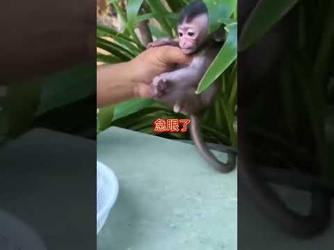 Anxious little monkey, confusing behavior of animals, zoo, cute pets