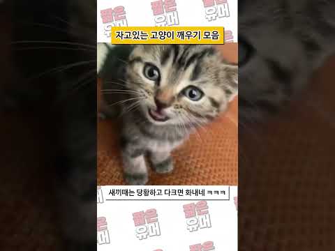자고있는 고양이 깨우기 모음 ㅋㅋㅋ