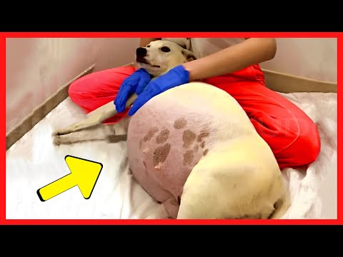 Cadela ABANDONADA Dá à Luz e Funcionários do Abrigo GRITAM ao Perceber O Que SAIU DELA!