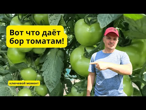 Спасаем томаты: 100% завязи с бором!