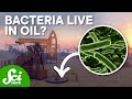 Microorganisms in Oil Reservoirs