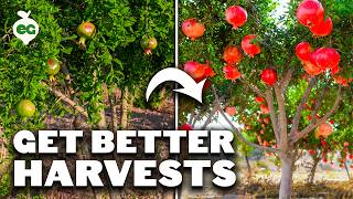 How to Prune Pomegranate Trees for BIG Harvests