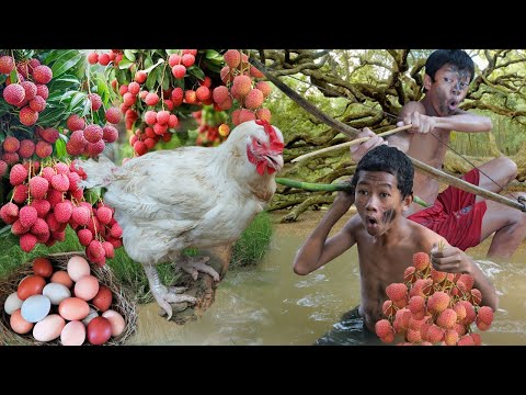 Survival in the rainforest - Find food encounter chicken large with fruit and eat delicious T1