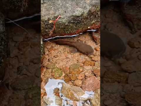 ikan channa super langka dari lubang batu #channalimbata #mancingchannalimbatajumbo #mancing #fish