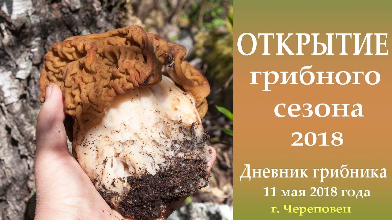 Начало грибного сезона 2018 года. 11 мая