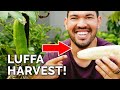 Luffa Gardening Insights and Challenges