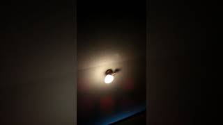 Funny wunny bunny