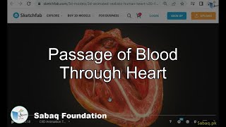 Passage of Blood Through Heart
