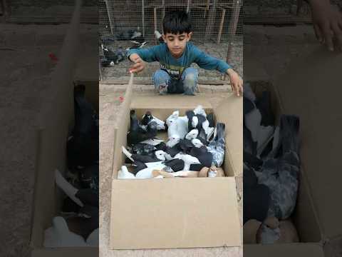 40 New Black And White Mix Fancy Kabootar ki video || #viral  #pigeon #kabutar
