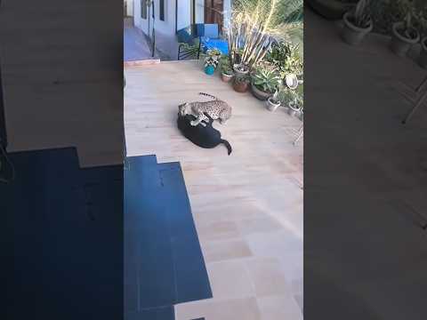 Short  #shortvideo #vairal
