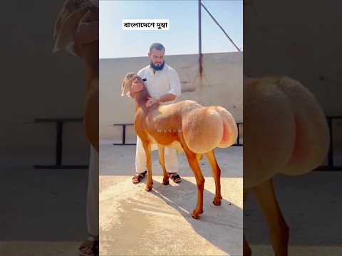 āĻāĻāĻž āĻāĻŦāĻžāϰ āĻāĻŋ āĻĒā§āϰāĻžāĻŖā§? đ