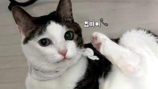 고양이 꿀바디 유지하는 루틴 알려줄게