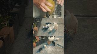 mini vlog hoje foi dia de doce de laranja 🍊 na roça