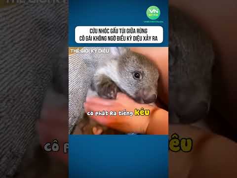 Cứu nhóc gấu túi giữa rừng, cô gái không ngờ điều kỳ diệu xảy ra #shorts #khamphathegioikydieu