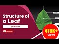 Understanding the Structure of a Leaf