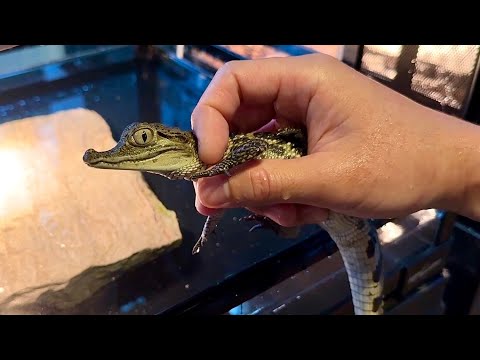 フィリピンで新しくオープンした爬虫類ショップに訪問してきました