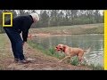 Understanding Canine Abilities and Training