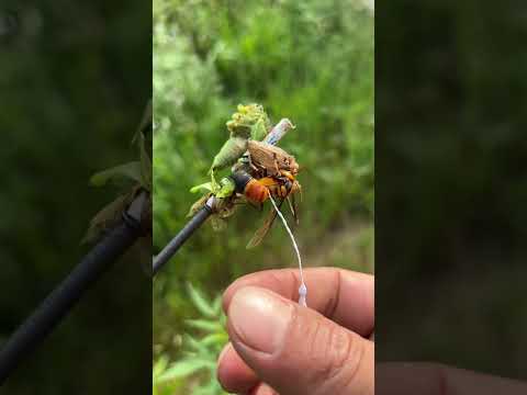 #honeybeesting #bee #honey #honeybee #beekeeper #insect #nature #pollinator #insects #waspnest