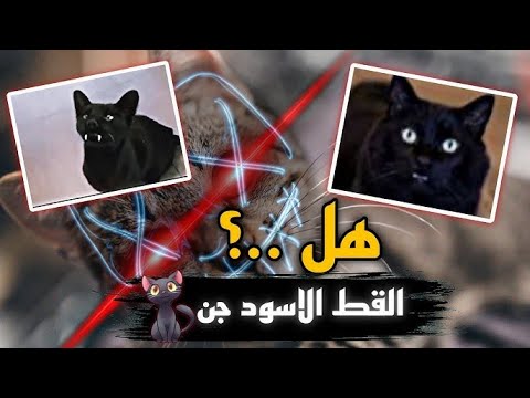 قط اسود يتحول لشيطان بجوار المسجد ويفعل امر عجيب سبحان الله