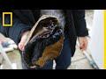 Red Abalone and Kelp Forests