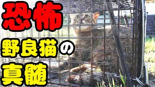 【野良猫 捕獲のリアル】野良猫写真家 野良猫ユーチューバーが発信しない野良猫の真実とは？ TNR 感動猫動画