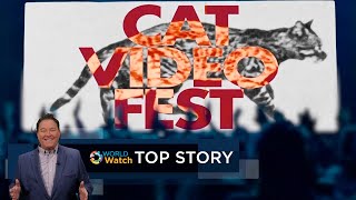 Top Story | Cats Hit the Big Screen