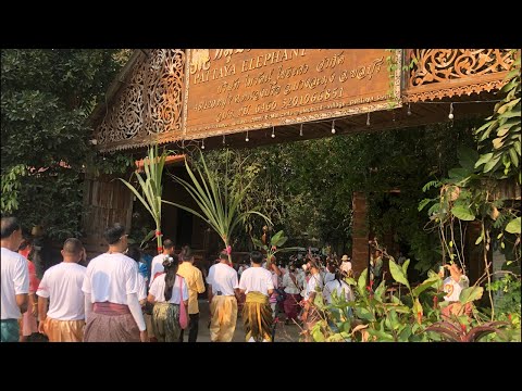 เริ่มจดทะเบียนสมรสบนหลังช้าง🐘💖