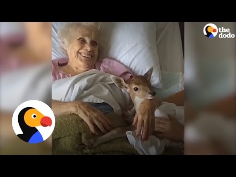 Baby Deer Brings Happiness To Everyone He Meets