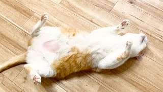 疲れ果てた猫