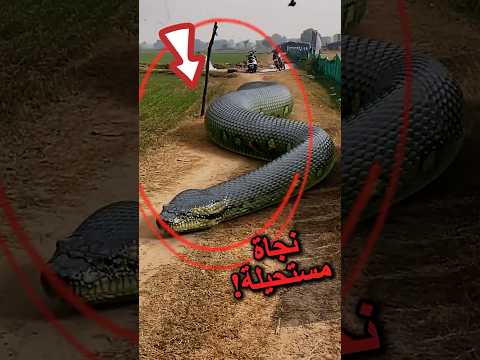 أفعى عملاقة تطارد هذا الفتى... لا أحد يستطيع إنقاذه! 😨🐍