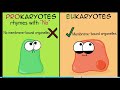 Exploring the Basics of Cells with Amoeba Sisters