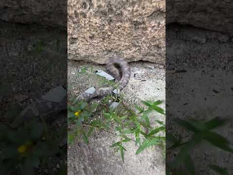 दुर्लभ प्रजाति का सांप घास में छिपा हुआ था।🐍😱 #snake #ytshorts #shortsviral #grass #nature #video