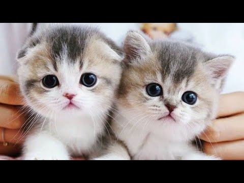 Cute Baby 😺Cute Baby 😺Cat playing|Funny Cat videos try not to laugh  impossible😂|Cat Meowing😺