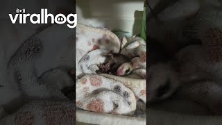 Buzz Is Out for the Count || ViralHog
