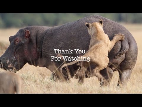 The Lions Fierce Attacked Hippo