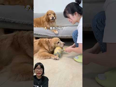 GUKGUK IS BEING TREATED DIFFERENTLY BY MAMA :) #shorts #funny #cutedog #fyp