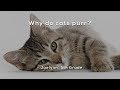 Understanding Cat Behavior