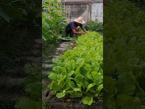 กับข้าวบ้านสวน.ปลูกผักกินเองgardenเกษตรผสมผสานfarmingเกษตรสว