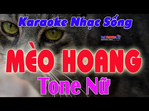 Mèo Hoang Karaoke Tone Nữ Nhạc Sống Rumba Chất Lượng Cao || Karaoke Đại Nghiệp