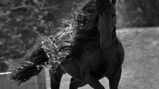 FREDERIK THE GREAT PERFORM LIVE New York City, Rolex Central Park Horse Show