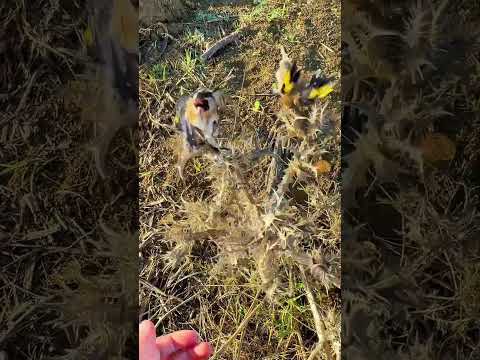 Birds in nature ๐ ูููููุฉ ุงูุทููุฑ #chasse #birds #ุงูุญุณูู #nature #oiseaux #chardonneret