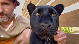 Wild guests at Luna the panther 🦉🦅(RNG SUB)