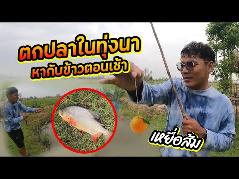 ใช้ส้มตกปลา ลองดูจะได้ไหม?| CLASSIC NU