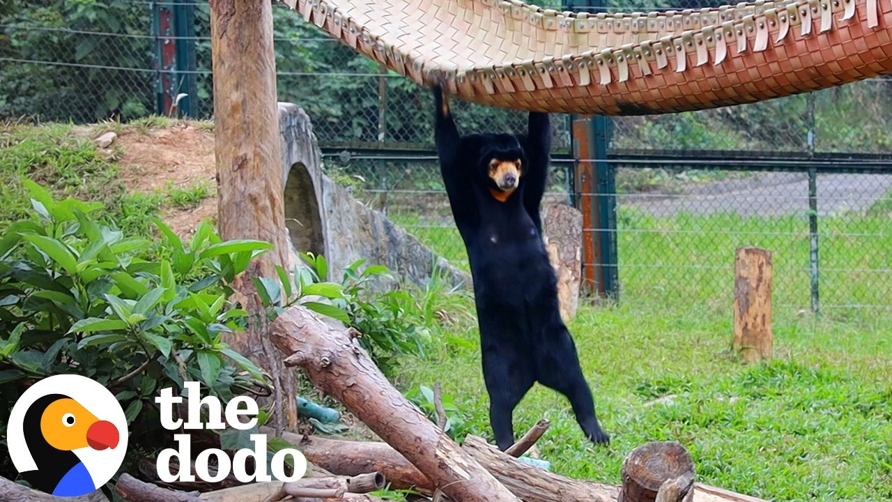 We Can't Get Over This Actual Christmas Party For Bears - The Dodo
