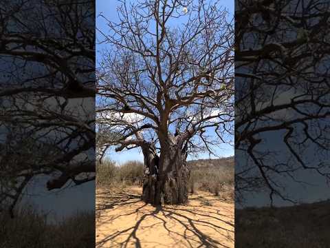 organic lifestyle tribals#shortvideo