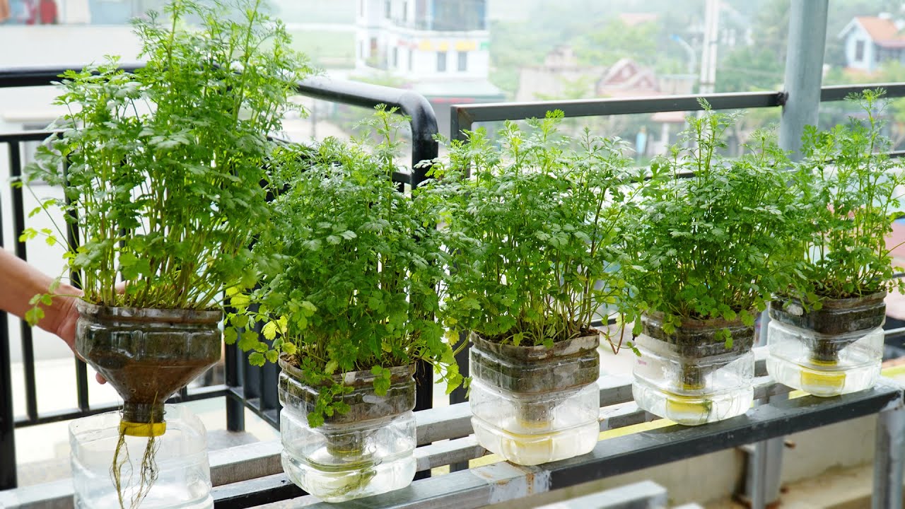 Creative Way to Grow Coriander Without Watering, Simple But Effective