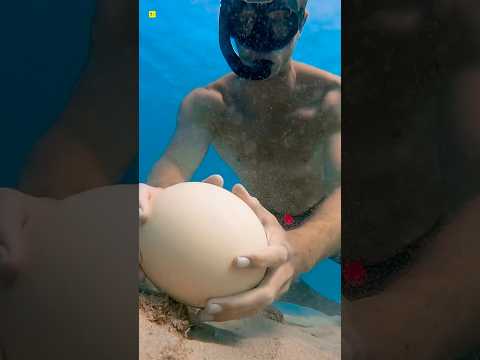 Breaking An Egg In The Depths Of The Ocean 🥚 #shorts #ytshorts