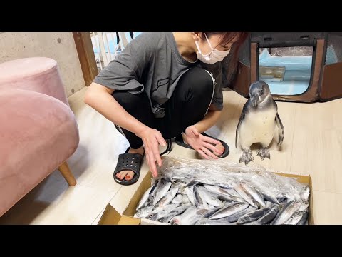 大量のアジが届いて大興奮するペンギン